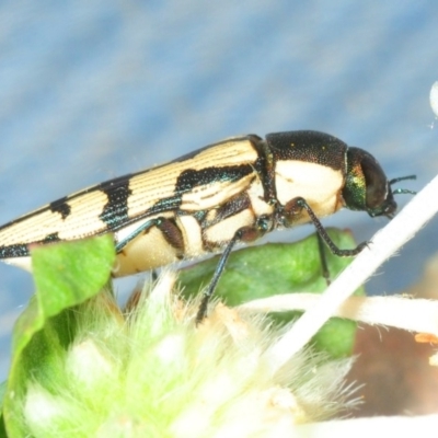 Castiarina decemmaculata