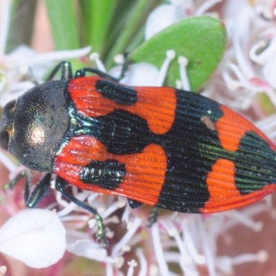 Castiarina delectabilis