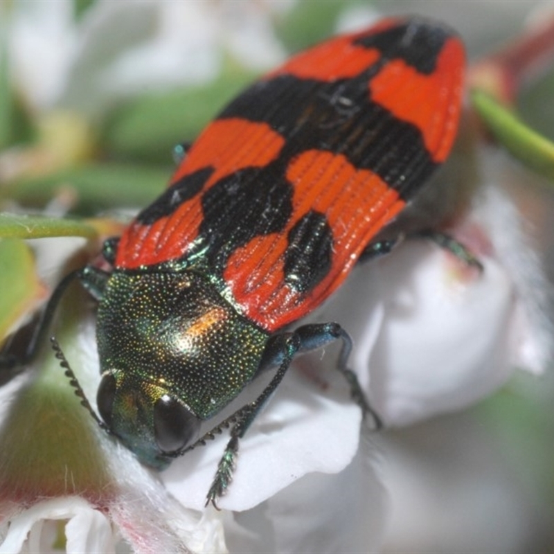 Castiarina delectabilis