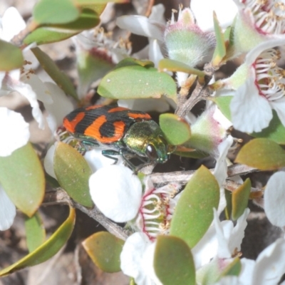 Castiarina delectabilis