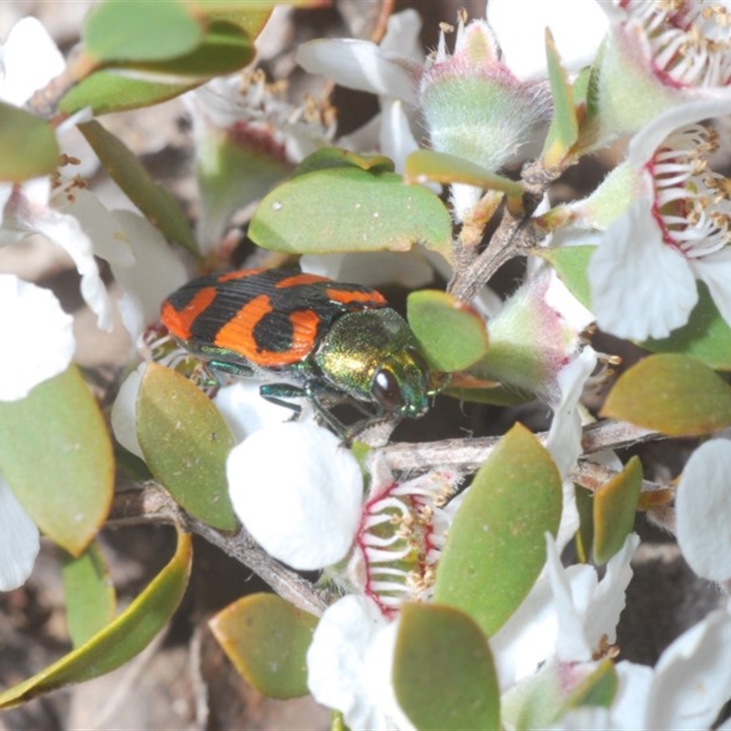 Castiarina delectabilis