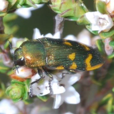 Castiarina dimidiata