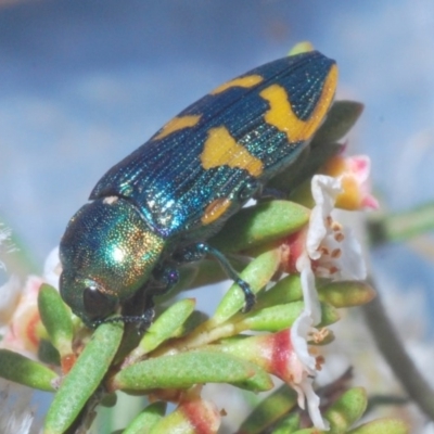 Castiarina dimidiata