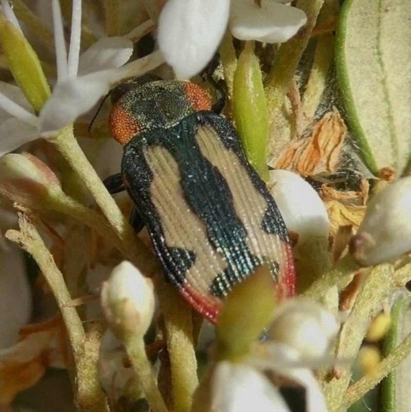 Castiarina erasma