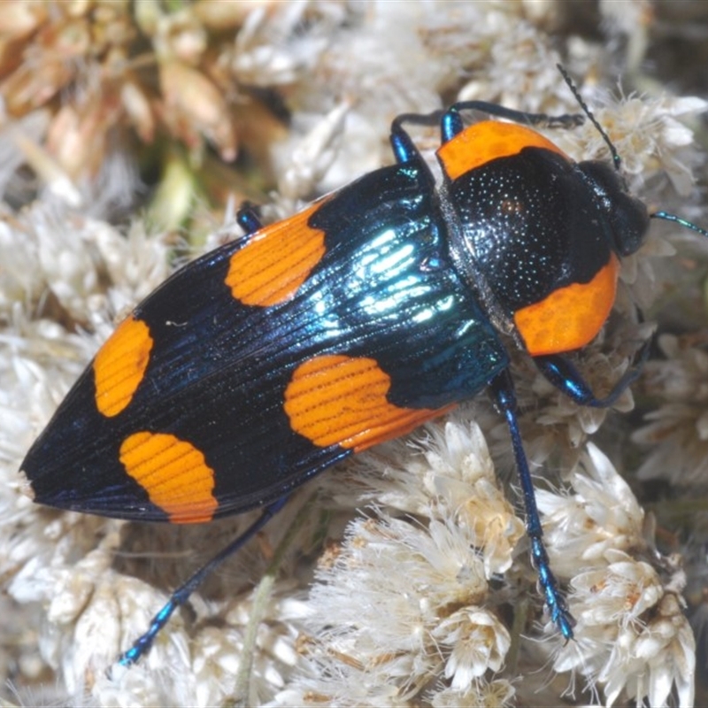 Castiarina erythromelas