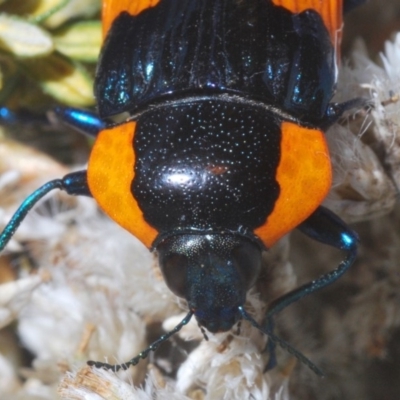 Castiarina erythromelas