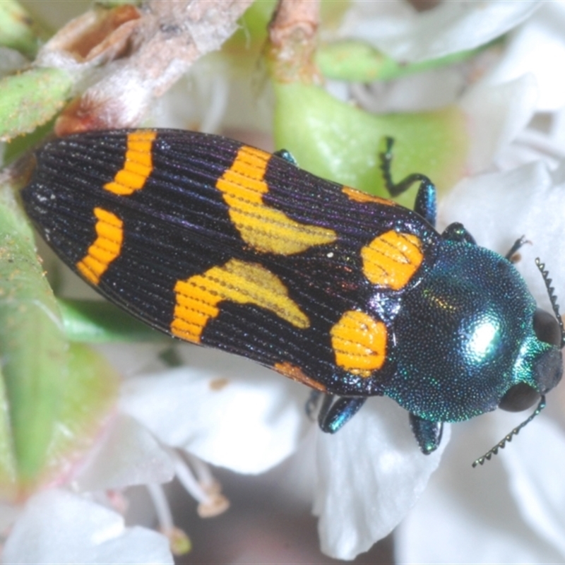 Castiarina flavopicta