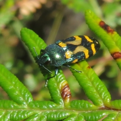 Castiarina flavopicta