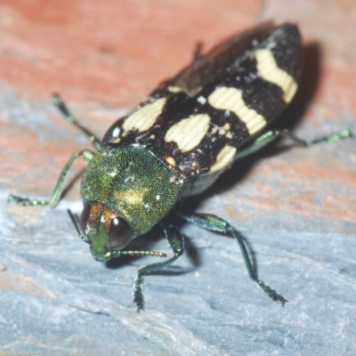 Castiarina flavopurpurea