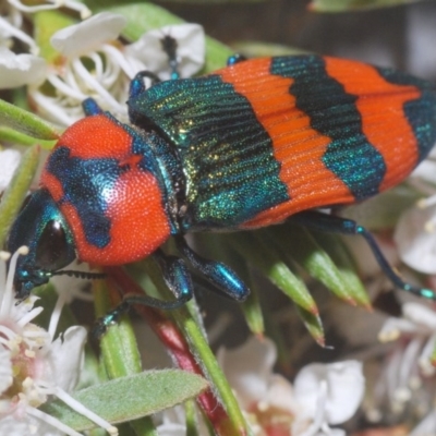 Castiarina flavosignata