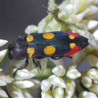 Castiarina gentilis