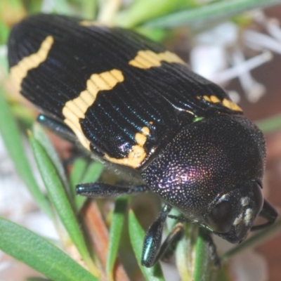 Castiarina hoffmanseggii