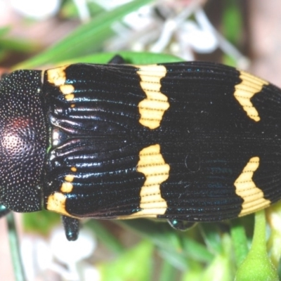 Castiarina hoffmanseggii