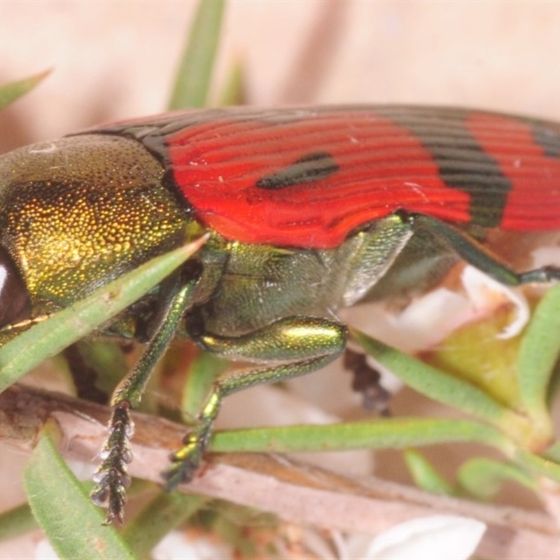 Castiarina ignota