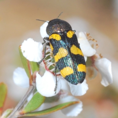 Castiarina inconspicua