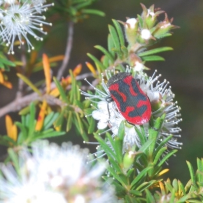 Castiarina indistincta