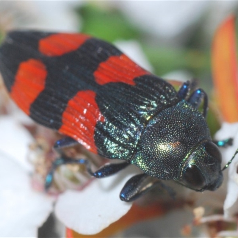 Castiarina interstincta