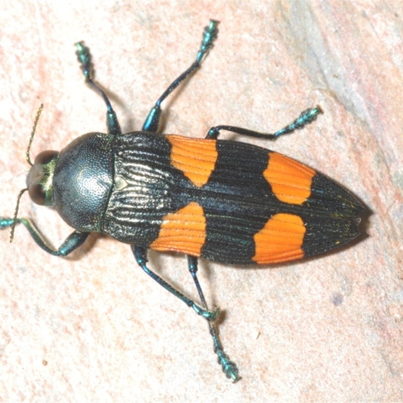 Castiarina interstincta