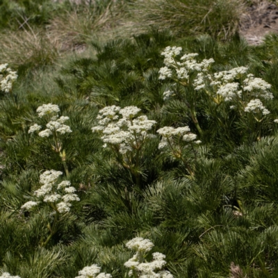 Aciphylla glacialis