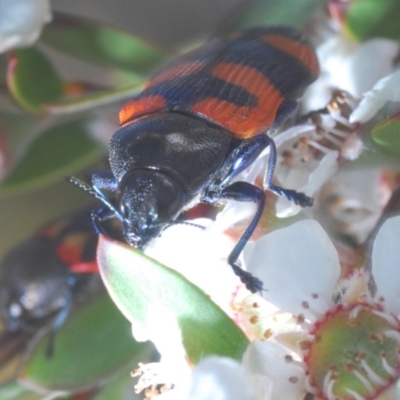 Castiarina kershawi