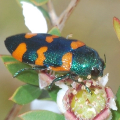 Castiarina kirbyi