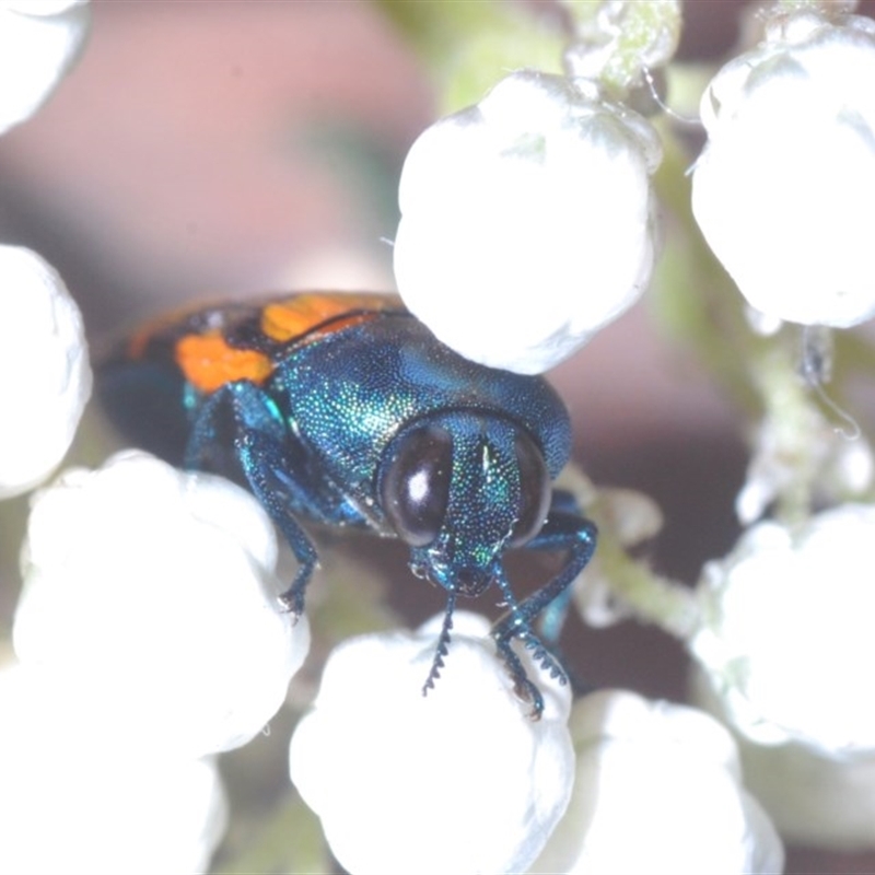 Castiarina livida