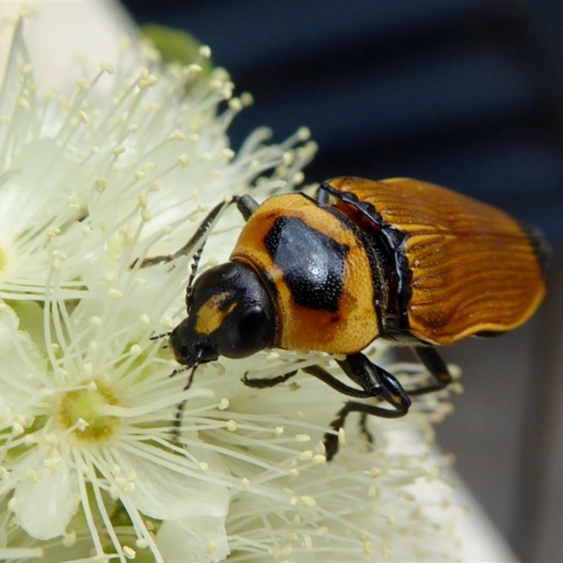 Castiarina maculicollis