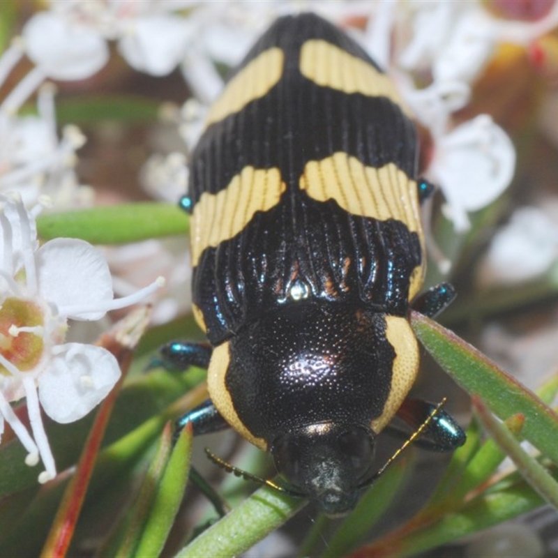 Castiarina marginicollis