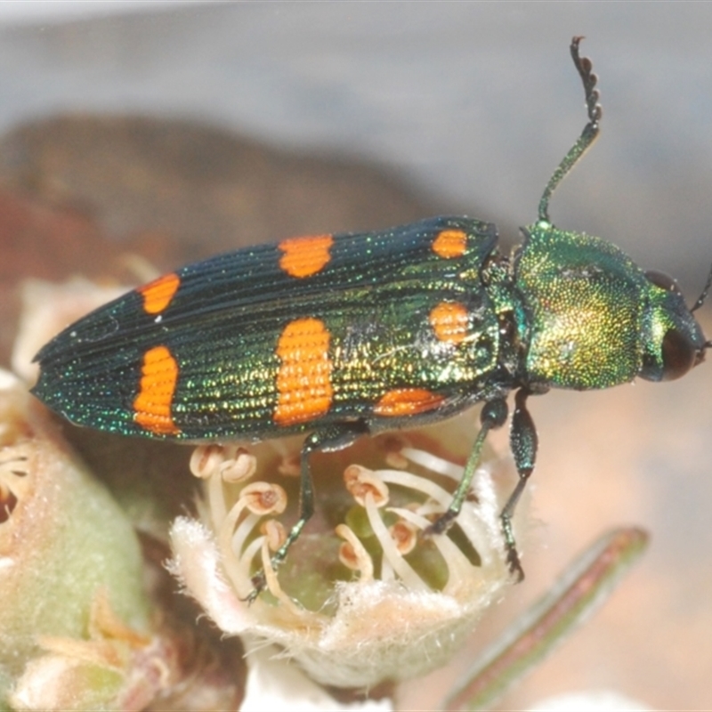 Castiarina montigena