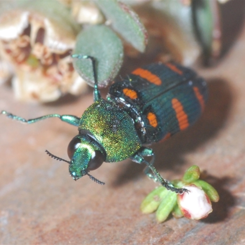 Castiarina montigena