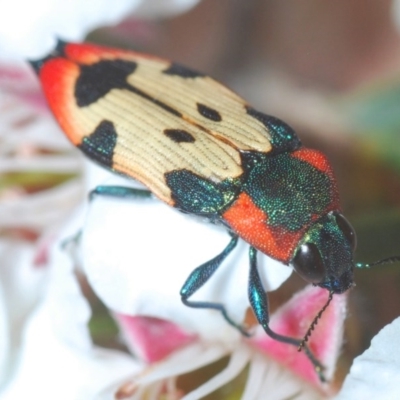 Castiarina mustelamajor