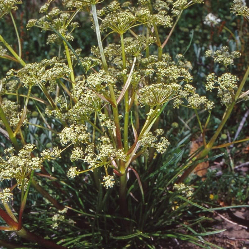 Aciphylla simplicifolia