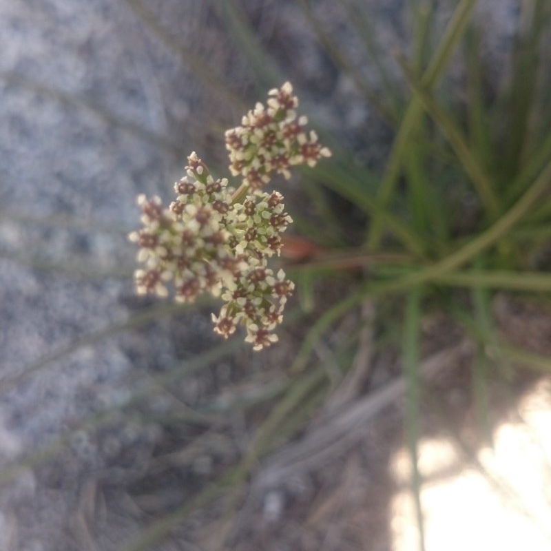 Aciphylla simplicifolia