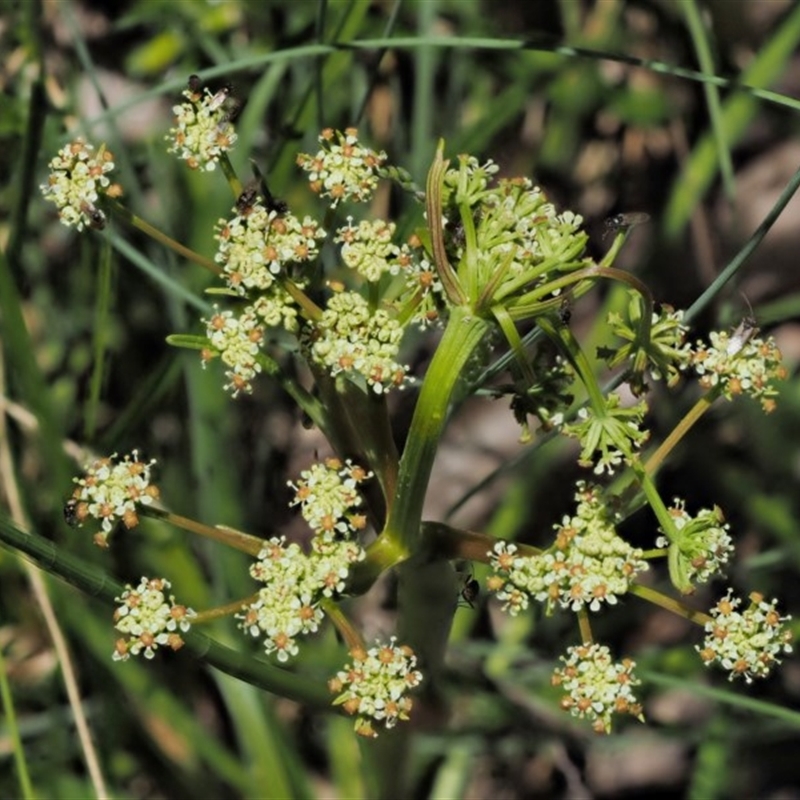 Aciphylla simplicifolia