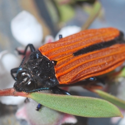 Castiarina nasuta