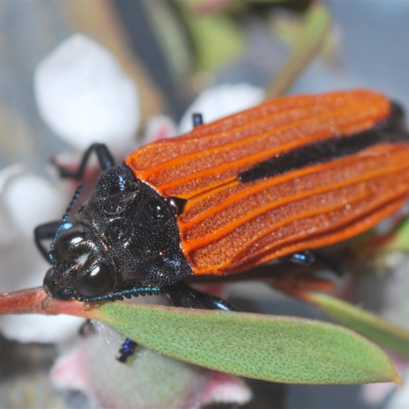 Castiarina nasuta