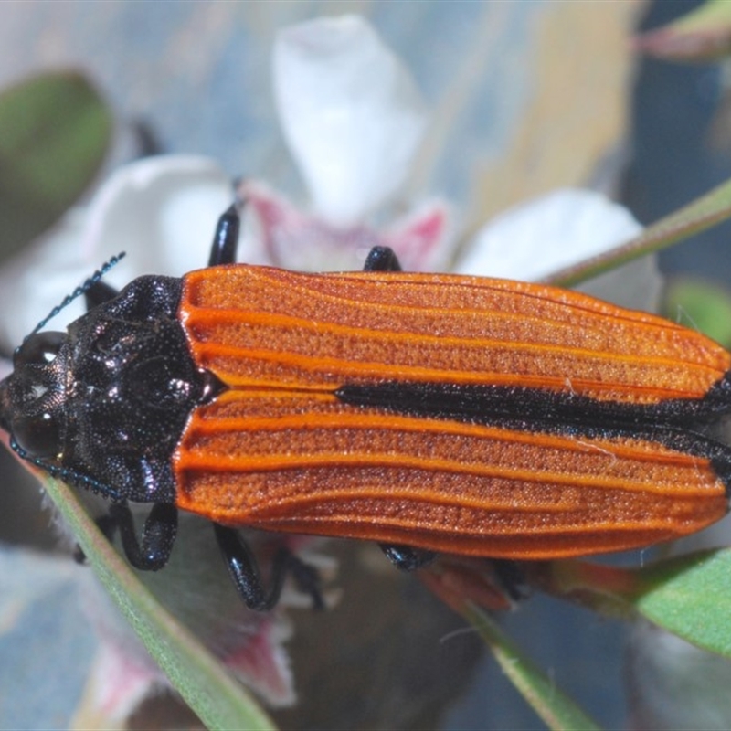 Castiarina nasuta