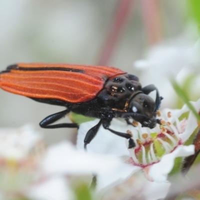 Castiarina nasuta