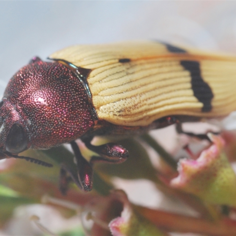 Castiarina ochreiventris