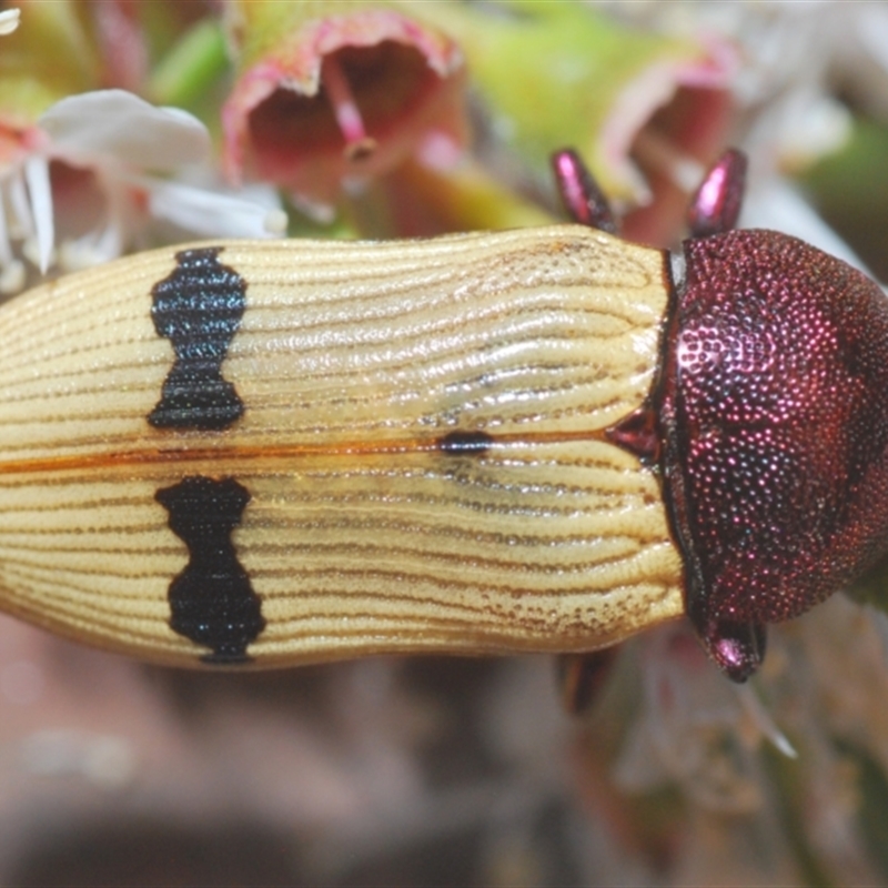 Castiarina ochreiventris