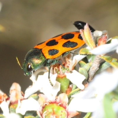 Castiarina octomaculata