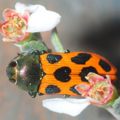 Castiarina octomaculata