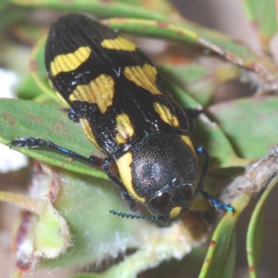 Castiarina octospilota