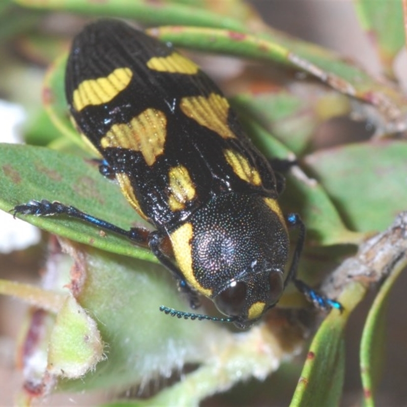 Castiarina octospilota