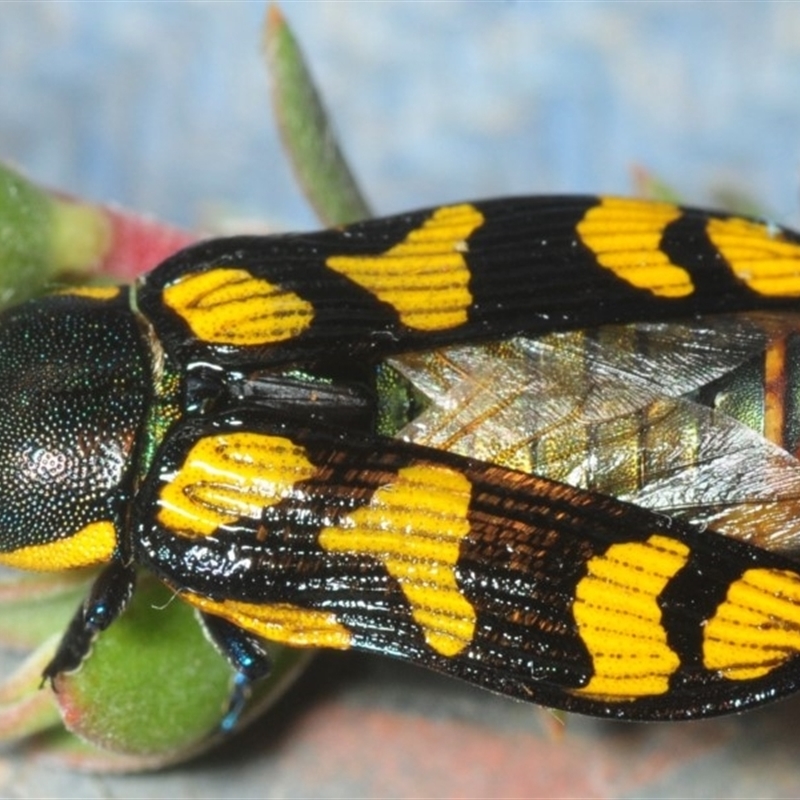 Castiarina octospilota