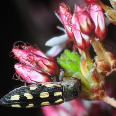 Castiarina parallela