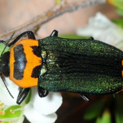 Castiarina pertii