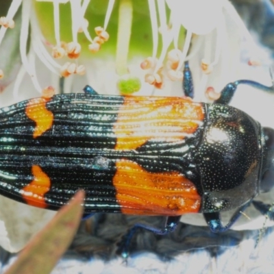 Castiarina pulchripes