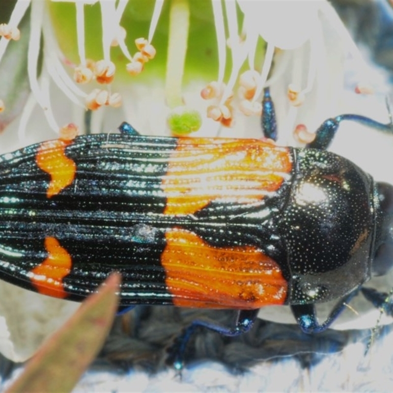 Castiarina pulchripes