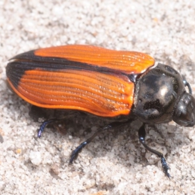 Castiarina rufipennis